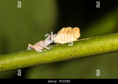 Kleines Glas Frosch ruht Kinn auf Pilz in enger auf Dschungel Bild Stockfoto