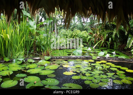Teiche in den Dschungel mit üppigen Pflanzen und Lily Pads Stockfoto