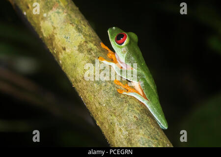 Close Up Red Eyed Tree Frog im Dschungel bei Nacht Stockfoto
