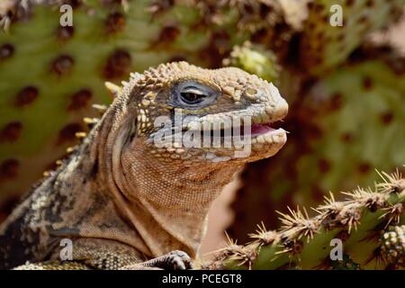 Eine Galapagos land Iguana ruht auf einem Kaktus Stockfoto