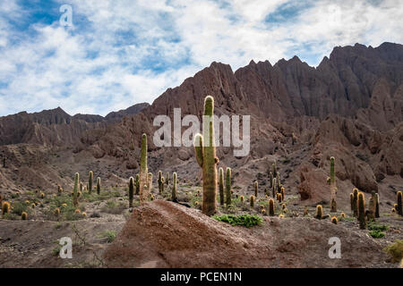 Cardones Cactus und Quebrada del Toro Berge im Norden von Salta Puna - Quebrada del Toro, Salta, Argentinien Stockfoto