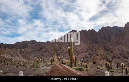 Cardones Cactus und Quebrada del Toro Berge im Norden von Salta Puna - Quebrada del Toro, Salta, Argentinien Stockfoto