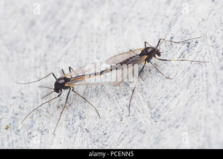 Paarung Chironomid oder Nicht-gnitzen an der Wand. Tipperary, Irland Stockfoto