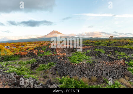 Die Silhouette der Berg Pico, mit Blick auf die Hecke Zeilen aufteilen der Weinberge der Insel Pico bei Sonnenuntergang, den Azoren, Portugal Stockfoto