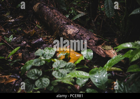 Kleine giftige blue Jean/Strawberry poison-dart Frog im Unterholz des Regenwaldes in Costa Rica Stockfoto