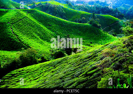 Grüne steilen Hügeln von Tee Plantage die oben auf den Hügeln von der Sonne bilden eine hellere Farbe Grün als die alle Hügel markiert sind Stockfoto