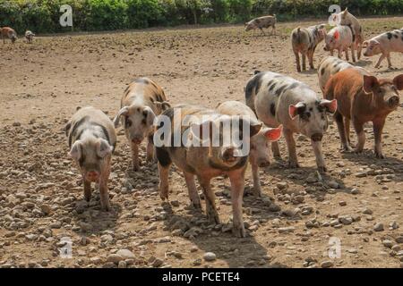 Schweine in einem trockenen, staubigen Feld Stockfoto