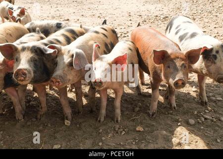 Schweine in einem trockenen, staubigen Feld Stockfoto