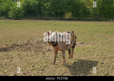 Schweine in einem trockenen, staubigen Feld Stockfoto