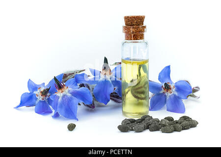 Öl Borretsch (Borago officinalis); Blumen und Samen auf weißem Hintergrund. Clouse bis Stockfoto