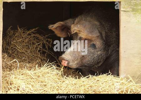 Schweine in einem trockenen, staubigen Feld Stockfoto