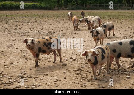 Schweine in einem trockenen, staubigen Feld Stockfoto