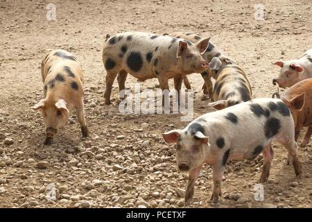 Schweine in einem trockenen, staubigen Feld Stockfoto