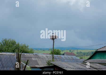 Weißstorch-Nest an Elektrizität Mast in kleinen Dorf Stockfoto