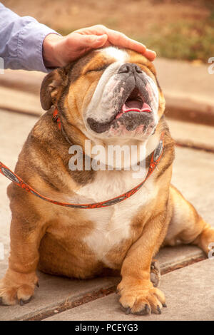 Ein gelangweilter Englische Bulldogge erhält, gestreichelt durch seinen Besitzer auf einer Hundeausstellung in Costa Mesa, CA. (Foto von Spencer Grant) Stockfoto