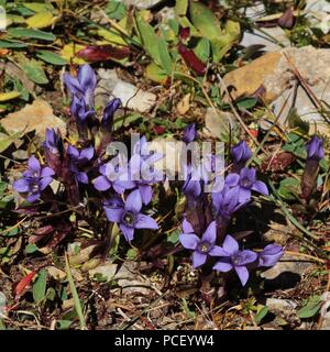 Feld Enzian, schöne Wildblumen wachsen in den Alpen Stockfoto