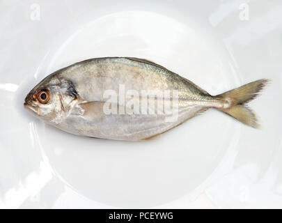 Yellow Tail Scad Fisch, Decapterus Fisch, auf weiße Platte Stockfoto