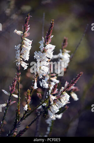 Blumen der australischen Ureinwohner Stumpf - Blatt Heide, Epacris obtusifolia Stockfoto