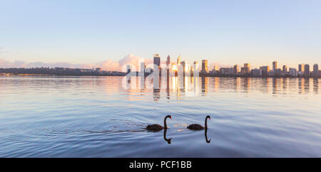 Schwarze Schwäne (Cygnus atratus) auf dem Swan River bei Sonnenaufgang Stockfoto