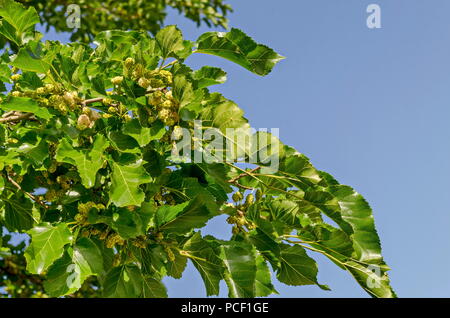 Zweig mit Reife und Unreife Früchte der Weißen maulbeere oder Morus alba Baum im Garten, Bezirk Drujba, Sofia, Bulgarien Stockfoto