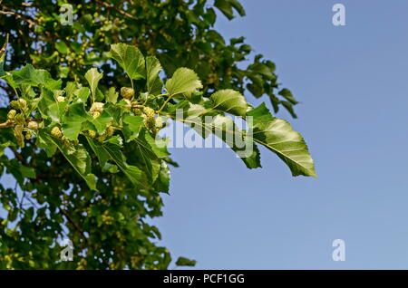 Zweig mit Reife und Unreife Früchte der Weißen maulbeere oder Morus alba Baum im Garten, Bezirk Drujba, Sofia, Bulgarien Stockfoto