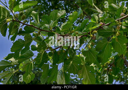 Zweig mit Reife und Unreife Früchte der Weißen maulbeere oder Morus alba Baum im Garten, Bezirk Drujba, Sofia, Bulgarien Stockfoto