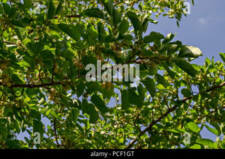 Zweig mit Reife und Unreife Früchte der Weißen maulbeere oder Morus alba Baum im Garten, Bezirk Drujba, Sofia, Bulgarien Stockfoto