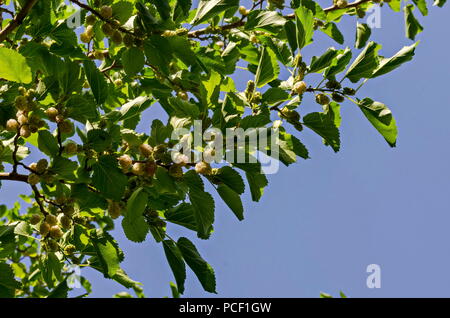 Zweig mit Reife und Unreife Früchte der Weißen maulbeere oder Morus alba Baum im Garten, Bezirk Drujba, Sofia, Bulgarien Stockfoto