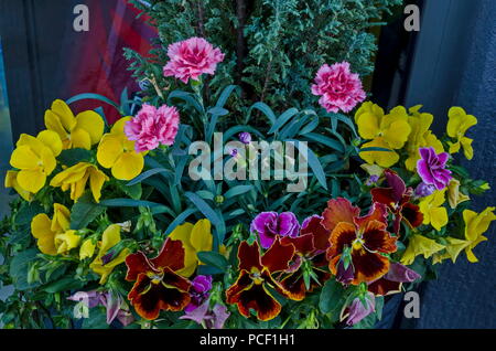 Tontopf mit verschiedenen Frühlingsblumen in der Nähe für Balkon, Bezirk Drujba, Sofia, Bulgarien Stockfoto