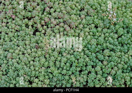 Blick auf saftige Pflanze, Hauswurz, sempervivum oder echeveria Blume Nahaufnahme, Bezirk Drujba, Sofia, Bulgarien Stockfoto