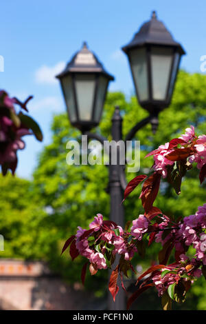 Rosa Zweig der Kirschblüten vor dem Hintergrund einer Straßenlaterne, grünen Bäumen und blauer Himmel Stockfoto