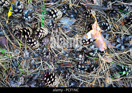 Tannenzapfen und Nadeln der Bäume im Gras unter einem Baum im Herbst Wald Stockfoto