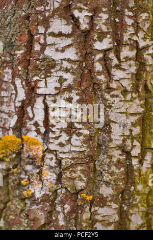 Birkenrinde Nahaufnahme Hintergrund Stockfoto