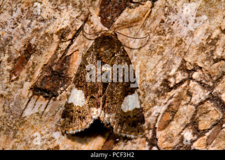 4-Motte gefleckte (Tyta luctuosa), Stockfoto