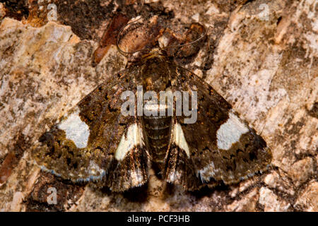 4-Motte gefleckte (Tyta luctuosa), Stockfoto