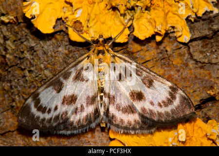 Kleine Elster Motte (Anania hortulata Eurrhypara hortulata), Stockfoto