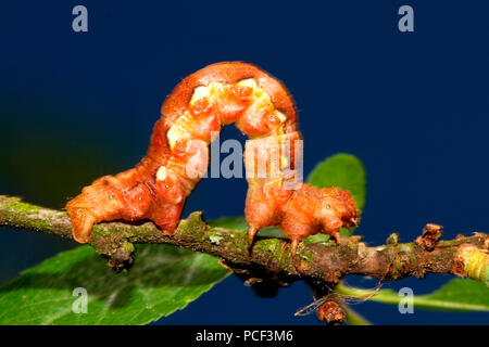 Fleckige umbra Motte, Caterpillar, (Erannis defoliaria) Stockfoto