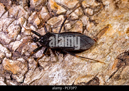 Maskierte Jäger, (Reduvius personatus) Stockfoto