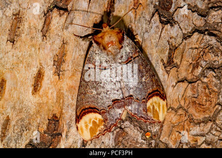 Buff-tipp Motte (Phalera bucephala) Stockfoto