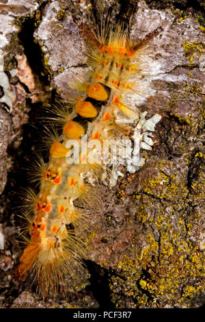 Rusty tussock Motte, Caterpillar, (Orgyia antiqua) Stockfoto