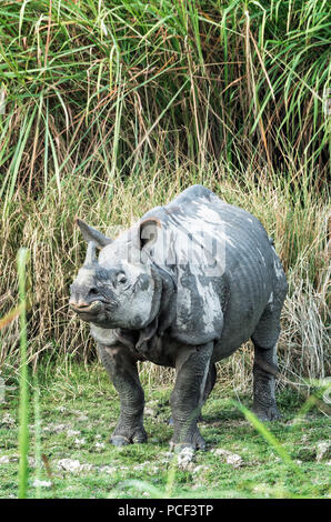 Männliche indische Nashorn (Rhinoceros unicornis) in Elefantengras, Kaziranga National Park, Assam, Indien Stockfoto