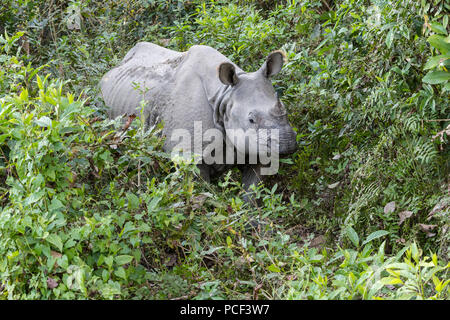 Panzernashorn (Rhinoceros Unicornis) im Wald, Chitwan Nationalpark, Nepal Stockfoto