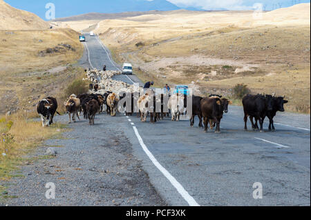 Shephard, die Durchführung von einer Gruppe von Kühen und Schafen auf einer Straße, Provinz Tawusch, Armenien Stockfoto