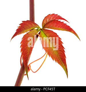 Multicolor Herbst Zweig der Trauben Blätter, parthenocissus subtomentosa Laub. Auf weissem Hintergrund. Nahaufnahme. Stockfoto