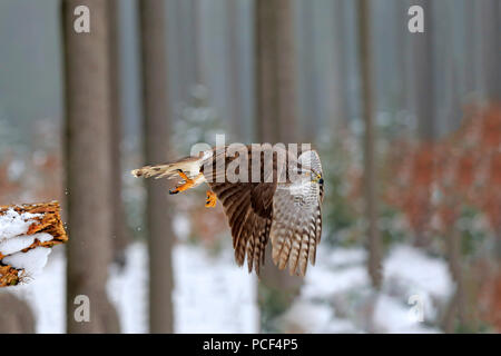 Northern Goshawk, Erwachsener, Zdarske Vrchy, Böhmisch-Mährische Höhe, Tschechische Republik, (Accipiter gentilis) Stockfoto