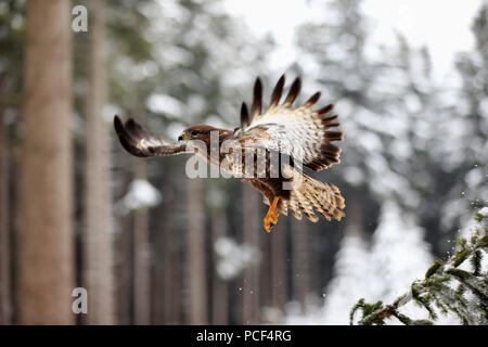 Mäusebussard, Erwachsener, Zdarske Vrchy, Böhmisch-Mährische Höhe, Tschechische Republik, (Buteo buteo) Stockfoto