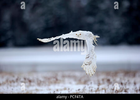Snowy Owl, Erwachsener, Zdarske Vrchy, Böhmisch-Mährische Höhe, Tschechische Republik, (Nyctea scandiaca) Stockfoto
