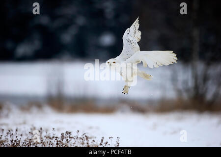 Snowy Owl, Erwachsener, Zdarske Vrchy, Böhmisch-Mährische Höhe, Tschechische Republik, (Nyctea scandiaca) Stockfoto