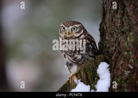 Kleine Eule, Erwachsener, Zdarske Vrchy, Böhmisch-Mährische Höhe, Tschechische Republik, (Athene noctua) Stockfoto