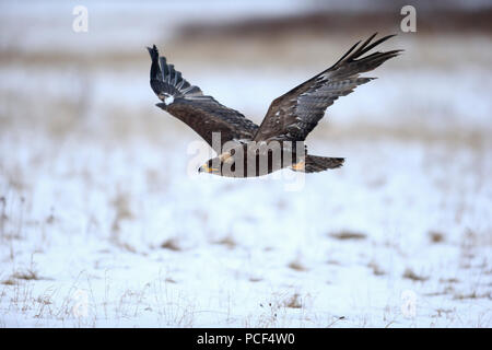 Steppe Eagle, Erwachsener, Zdarske Vrchy, Böhmisch-Mährische Höhe, Tschechische Republik, (Aquila nipalensis) Stockfoto